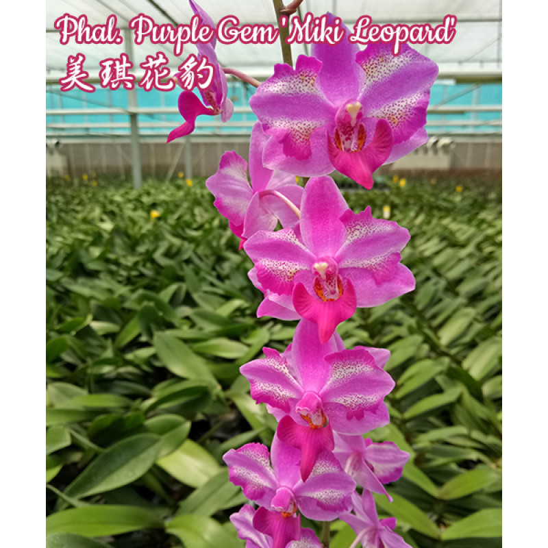 Орхiдея Phal. Purple Gem Miki Leopard - купити, доставка Україна